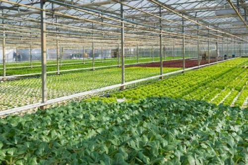 indoor plant growing systems